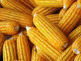 Yellow Maize Unga